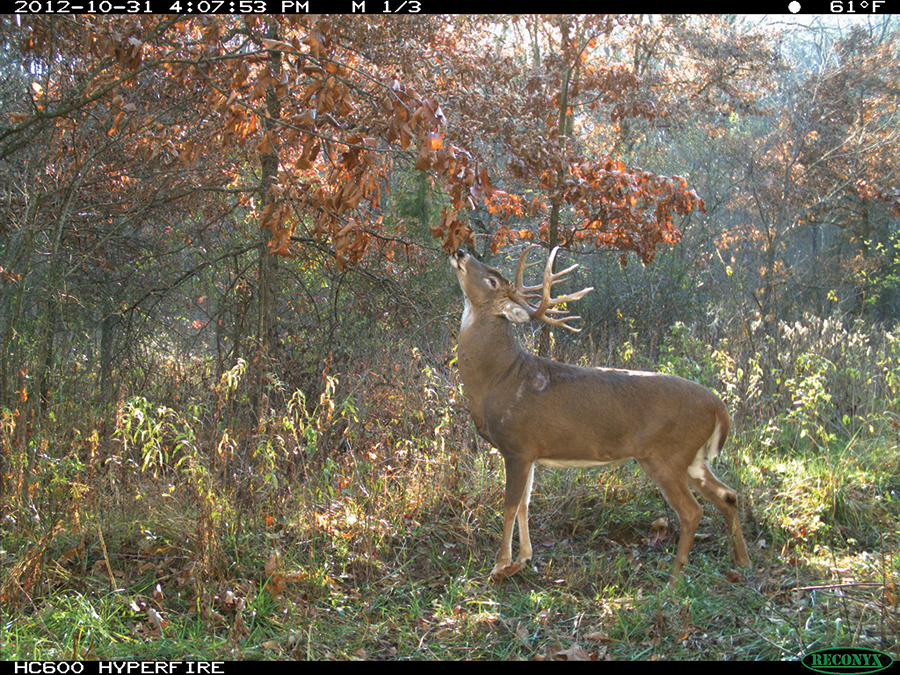 When a Deer Hunting Honey Hole Dries Up